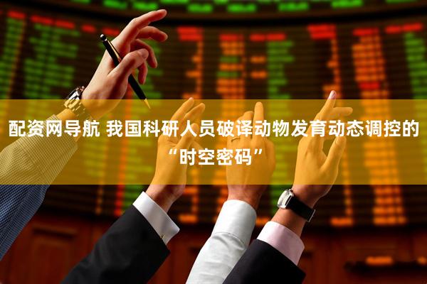 配资网导航 我国科研人员破译动物发育动态调控的“时空密码”