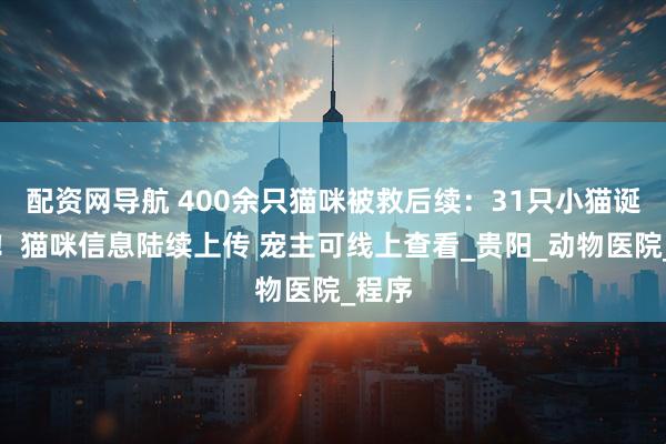 配资网导航 400余只猫咪被救后续：31只小猫诞生啦！猫咪信息陆续上传 宠主可线上查看_贵阳_动物医院_程序