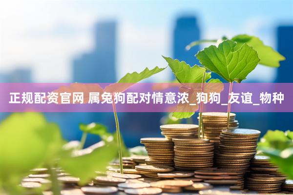 正规配资官网 属兔狗配对情意浓_狗狗_友谊_物种